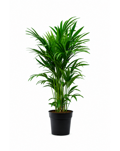 Howea Forsteriana