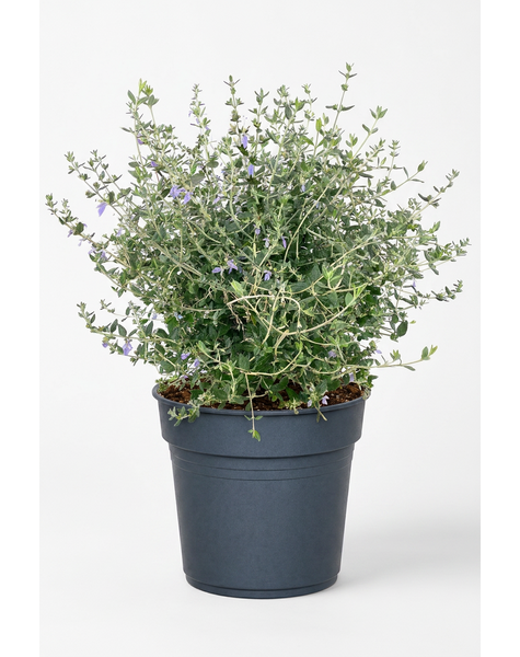 Teucrium fruticans