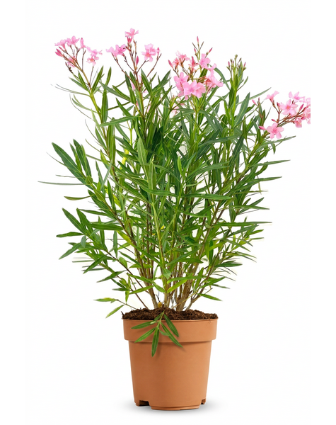 Nerium oleander