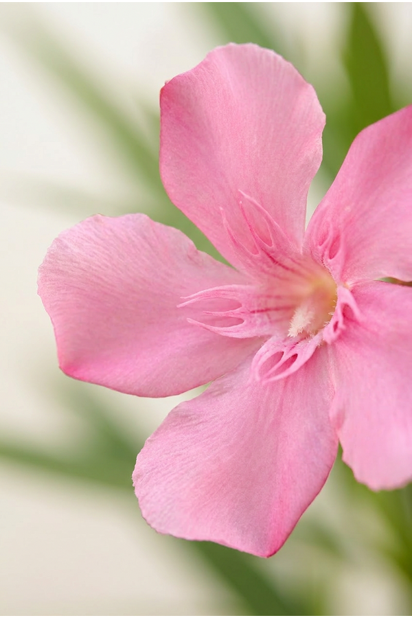 Nerium oleander