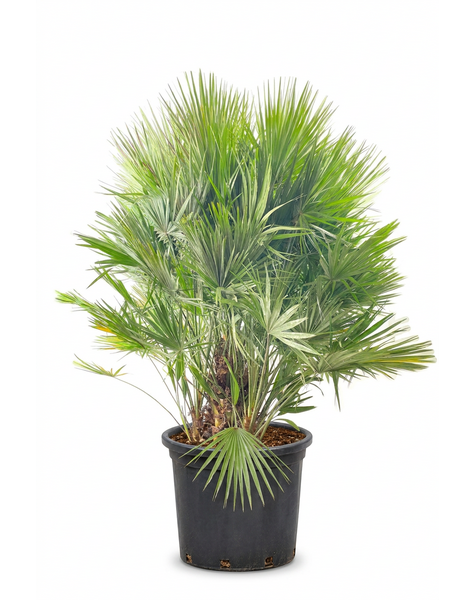 Chamaerops humilis
