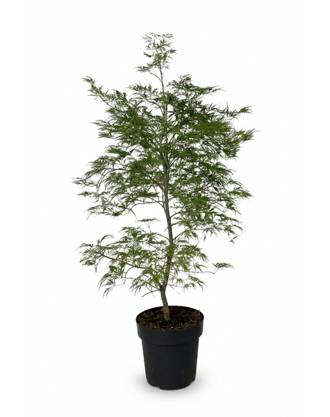 Acer Dissectum