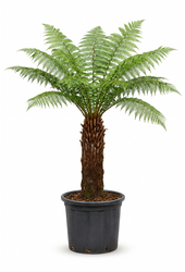 Dicksonia antarctica