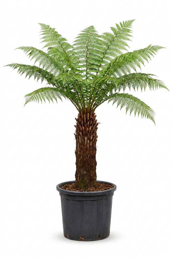 Dicksonia antarctica
