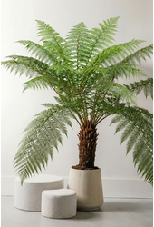Dicksonia antarctica