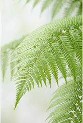 Dicksonia antarctica