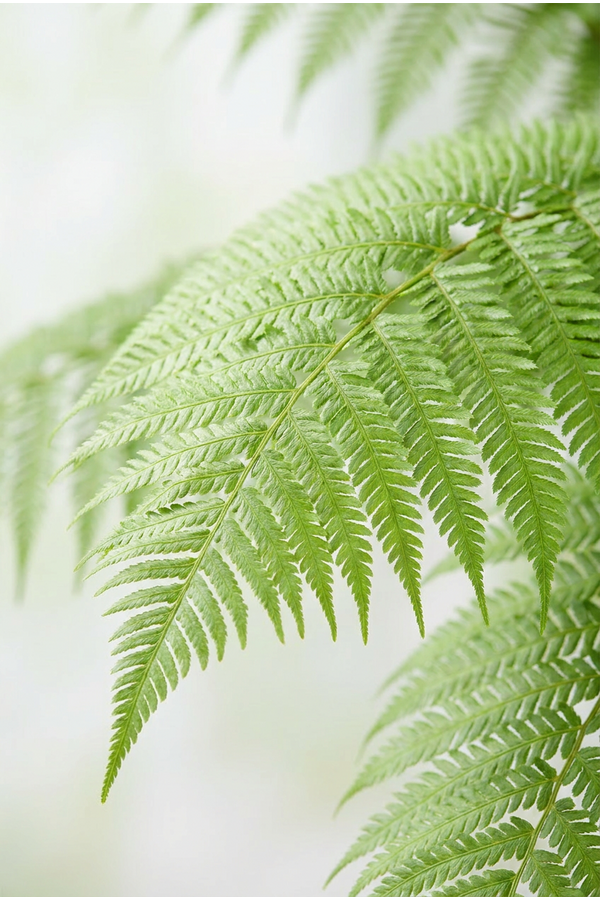 Dicksonia antarctica