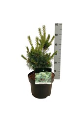 Denneboom Pinus Negishi - Copy