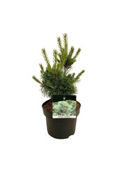 Denneboom Pinus Negishi - Copy