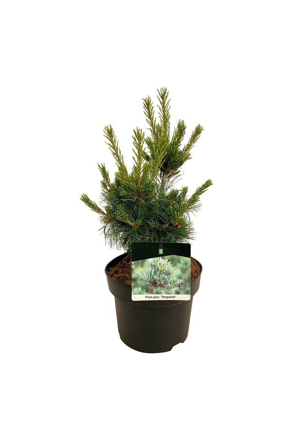 Denneboom Pinus Negishi - Copy