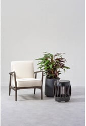 Calathea Rufibarba M - SALE