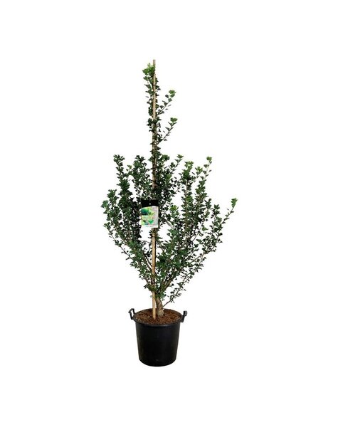 Ginkgo - SALE
