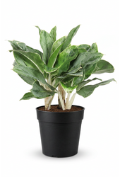 Aglaonema Horizon