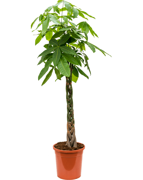 Pachira - SALE