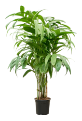 Areca Triandra