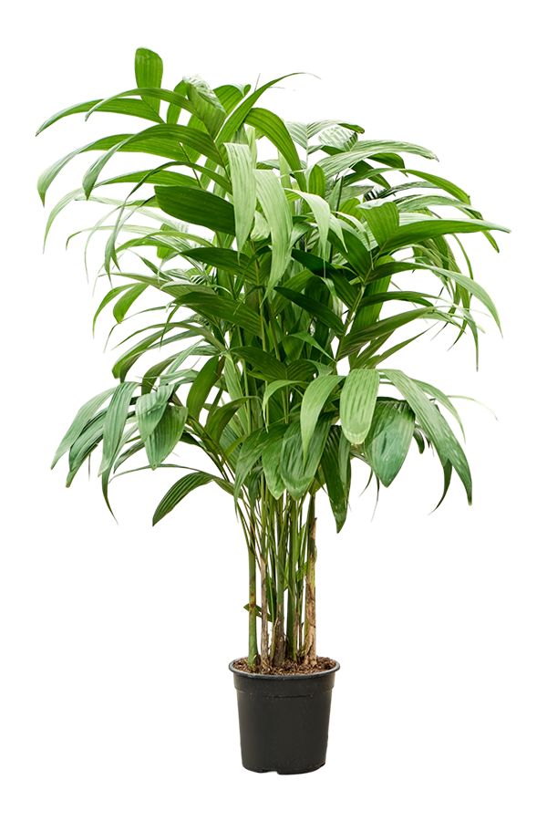 Areca Triandra