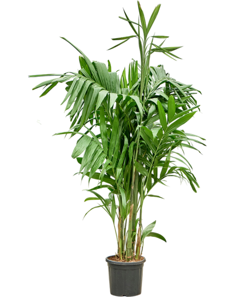 Areca