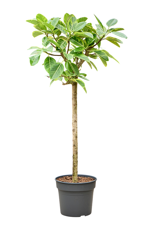 Ficus Altissima Variagata