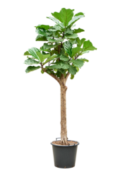 Ficus Lyrata