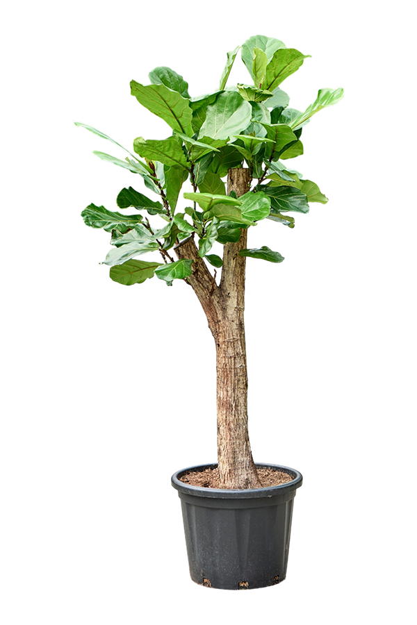 Ficus Lyrata
