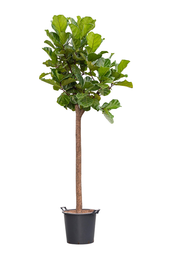 Ficus Lyrata