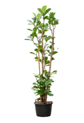 Ficus Lyrata