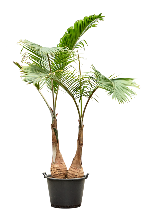 Hyophorbe Lagenicaulis