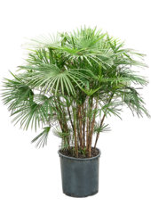 Rhapis Multifida (110-140)