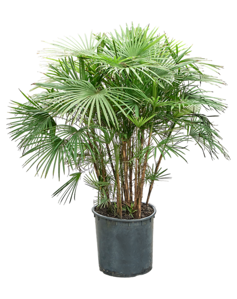 Rhapis