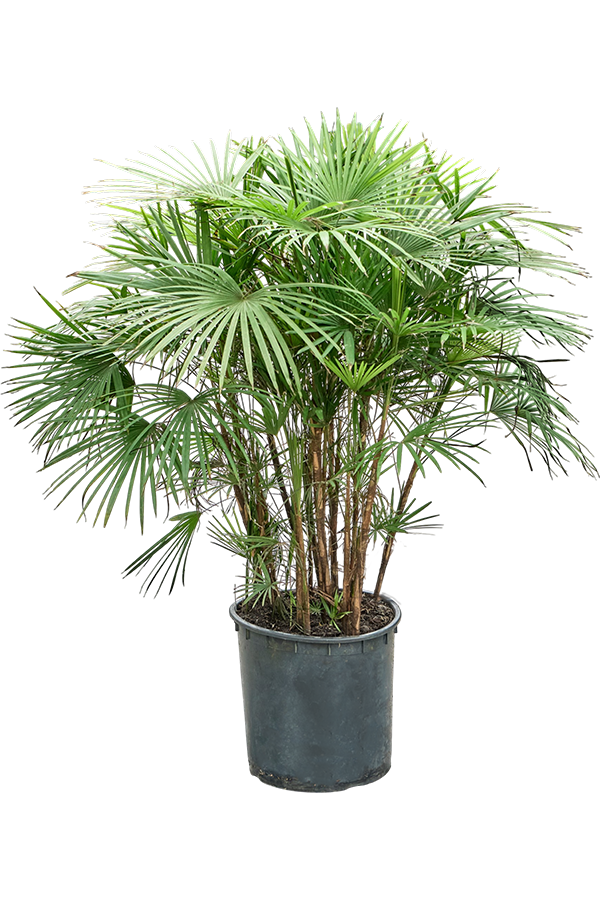 Rhapis Multifida (110-140)