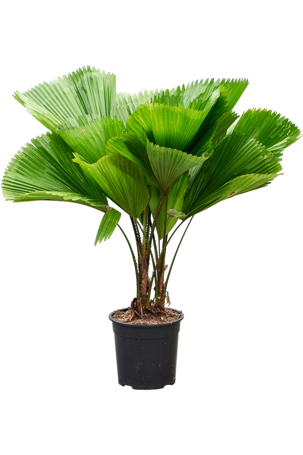 Licuala Grandis