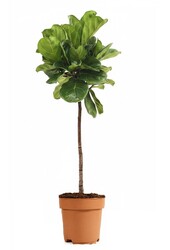 Ficus Lyrata