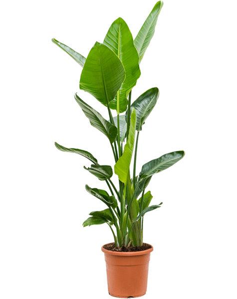 Strelitzia