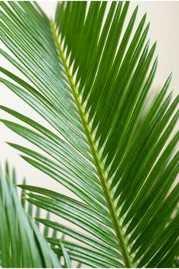 Cycas revoluta