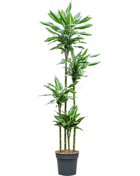 Dracaena