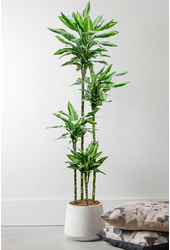 Dracaena Fragrans Silindo