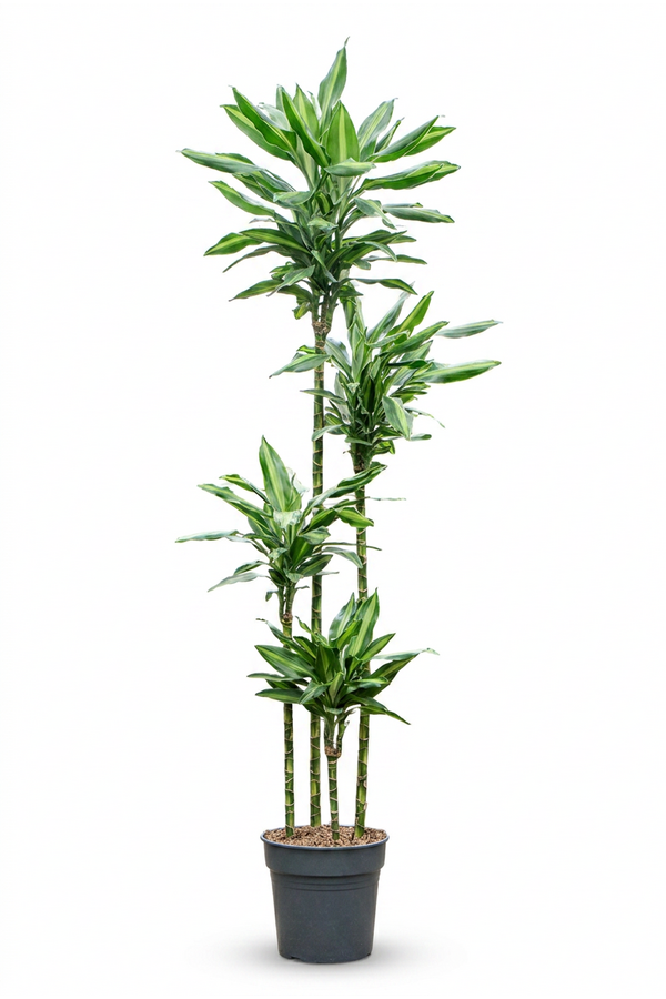 Dracaena Fragrans Silindo