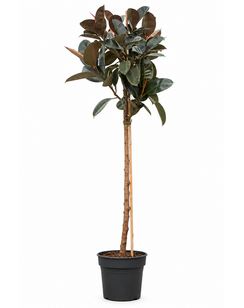Ficus