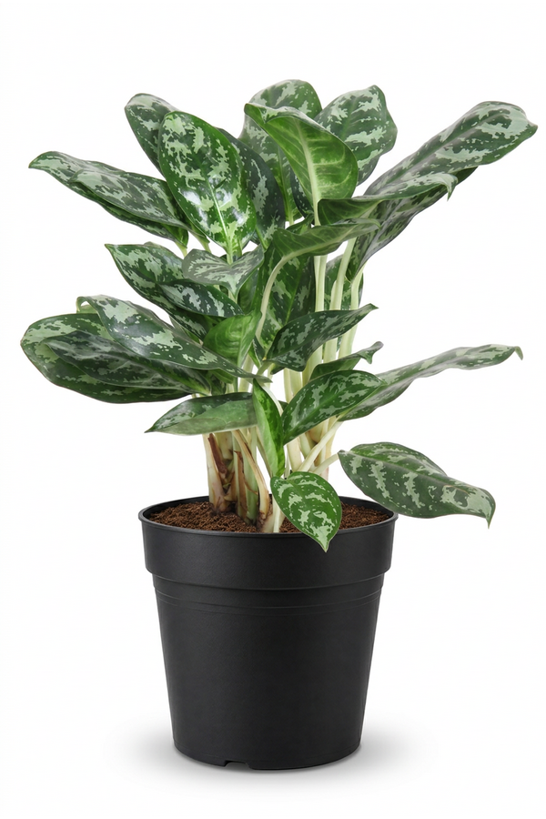 Aglaonema Amazone Silver