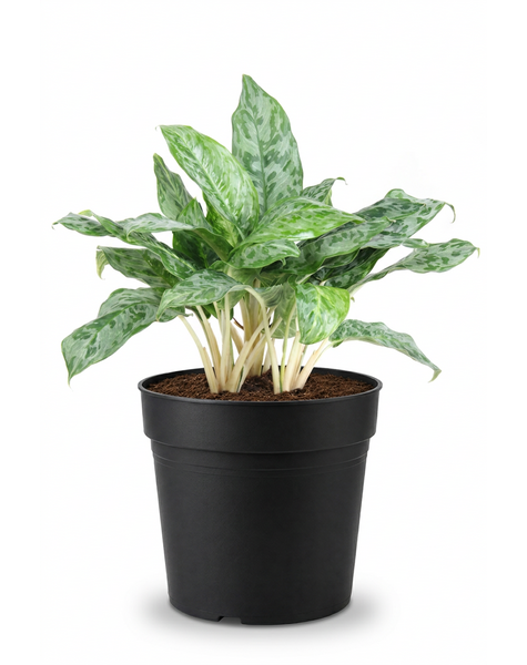 Aglaonema Peacock
