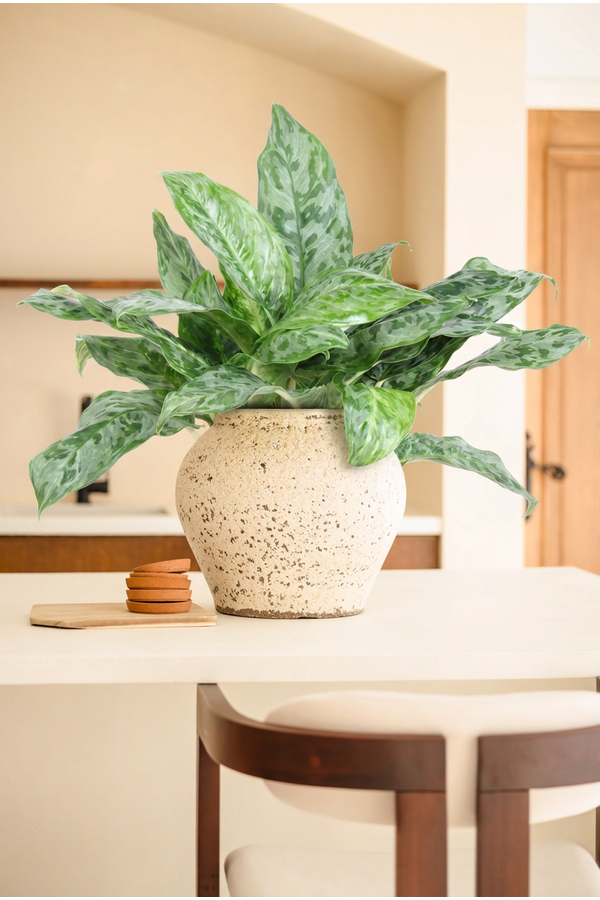 Aglaonema Peacock