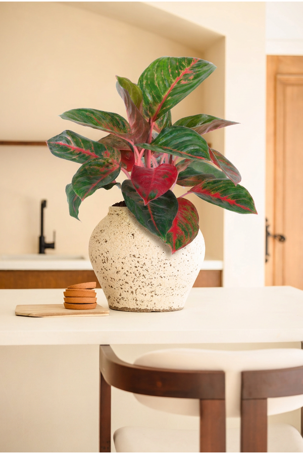 Aglaonema Red Emerald