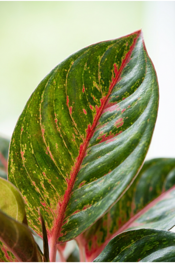 Aglaonema Red Emerald