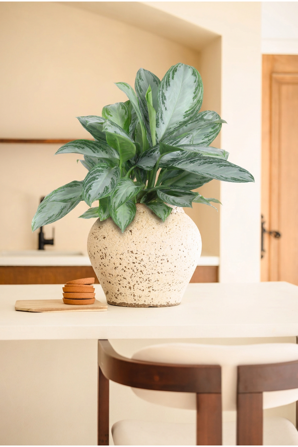 Aglaonema Silver Bay