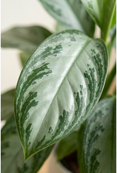 Aglaonema Silver Bay