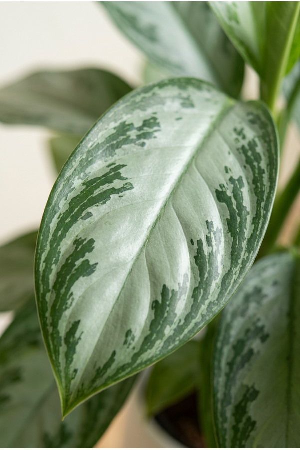 Aglaonema Silver Bay
