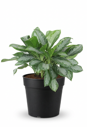 Aglaonema Silver Bay