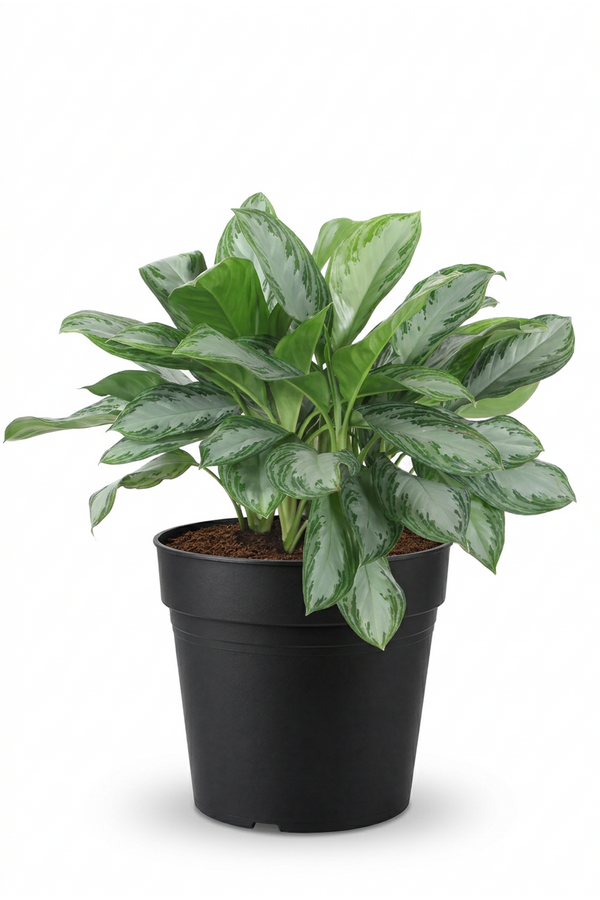 Aglaonema Silver Bay