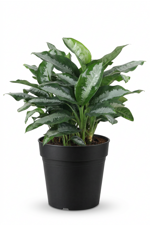 Aglaonema Silver Moon