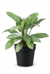 Aglaonema Stripe